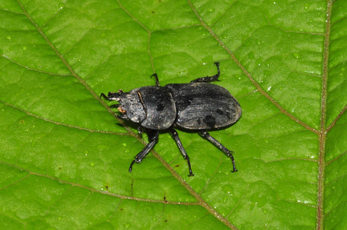 Carabidae da classificare-Dorcus parallelipipedus(Lucanidae)